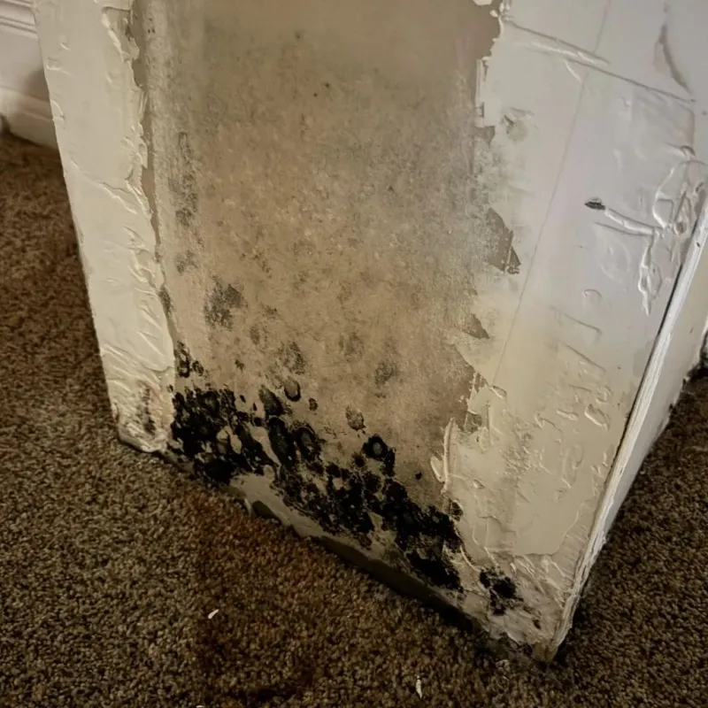 Professional Mold Removal in Black Lick, PA